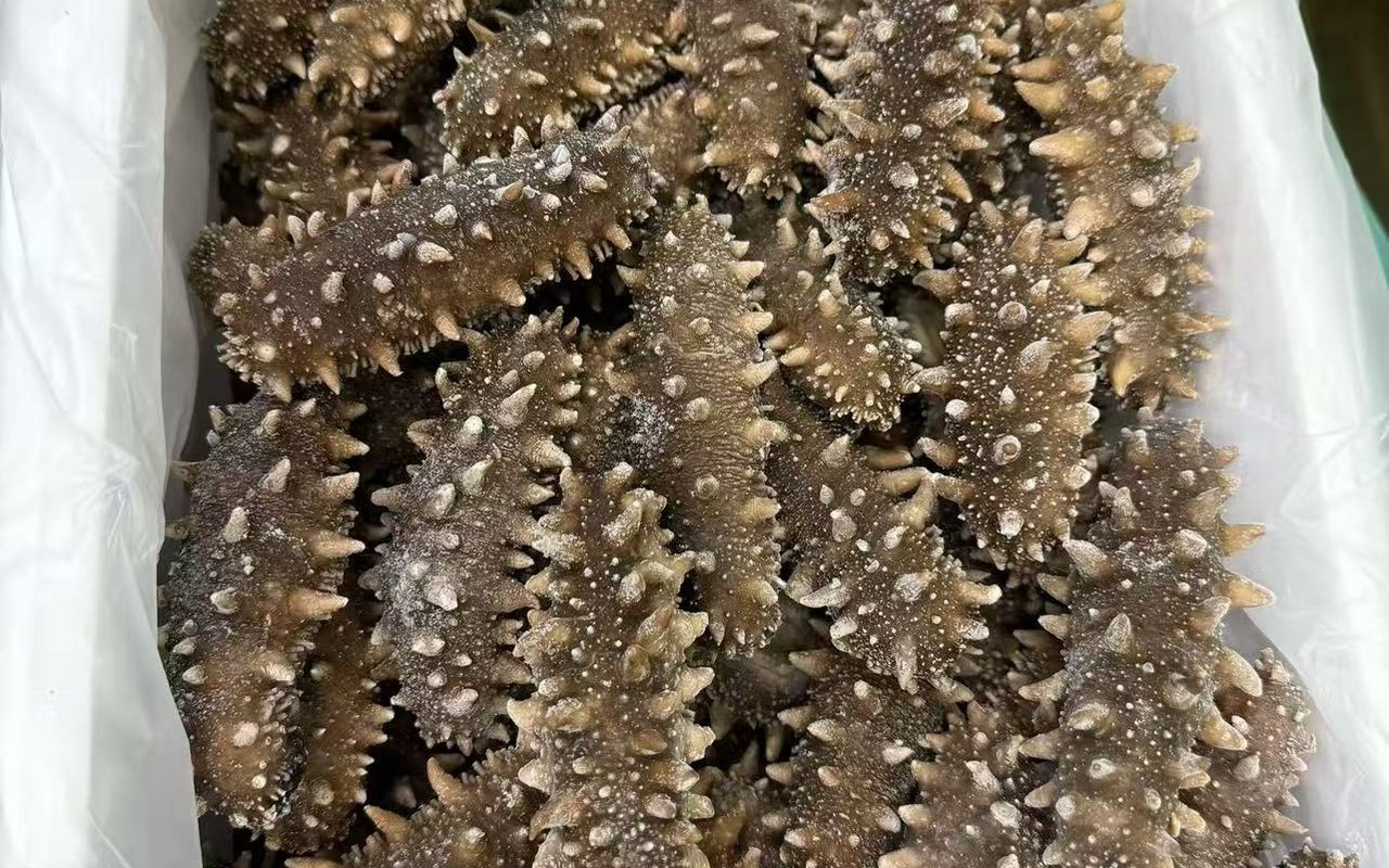 新星即食海参实拍图